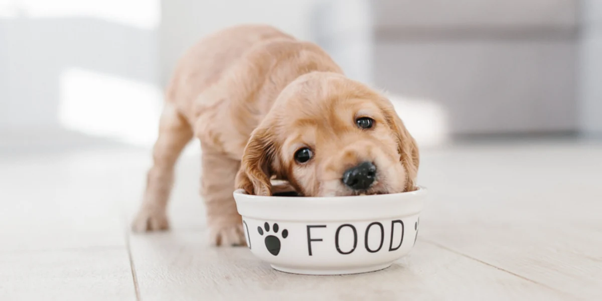 Filhote de cachorro comendo ração de uma tigela para representar a palavra-chave a racao quatree filhote e super premium.