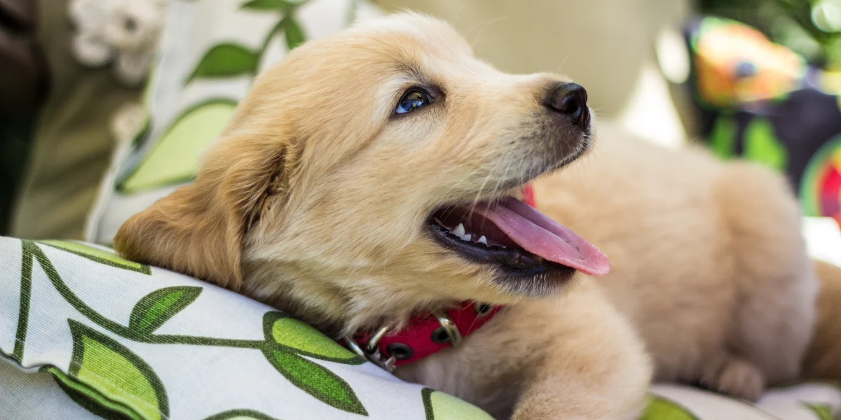 Um filhote de Golden Retriever deitado em uma almofada para representar a palavra-chave a racao quatree gourmet e boa para raca golden retriever.
