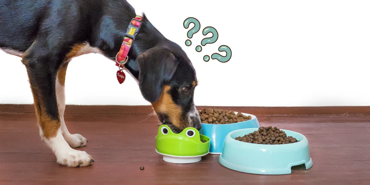Cachorro de pelagem escura comendo ração de uma tigela verde com outras duas azuis próximas para representar a palavra-chave qual a melhor racao golden ou quatree.