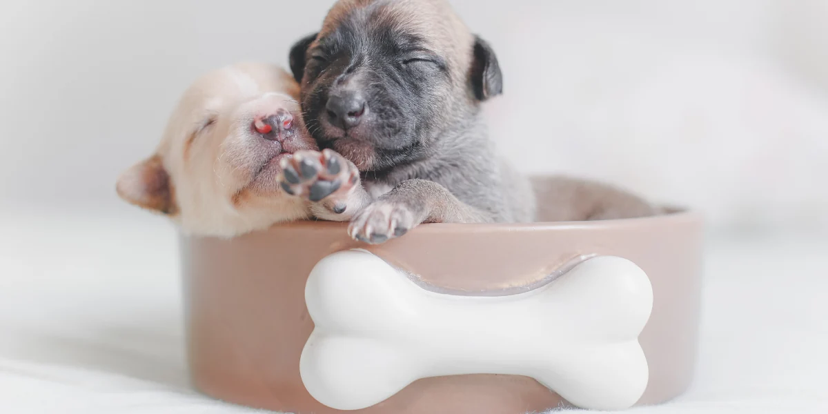 Dois filhotes de cachorros dentro de uma tigela de comida com um osso desenhado para representa a palavra-chave qual a melhor racao quatree.