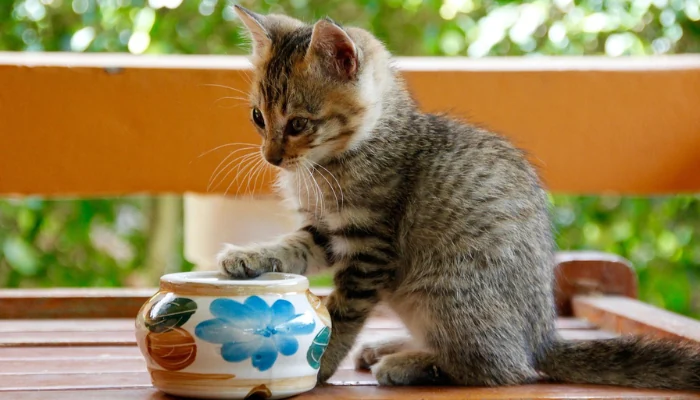A Ração Quatree Filhote é Super Premium? Descubra Tudo 2 Filhote de gato com pelagem cinza ao lado de uma tigela para representar a palavra-chave racao gato filhote super premium.