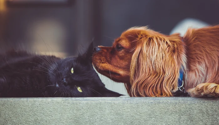 Ração Quatree é Boa? Tire suas Dúvidas Aqui 1 Um cachorro de pelagem marrom cheirando a cabeça de um gato preto para representar a palavra-chave racao quatree caes gatos.