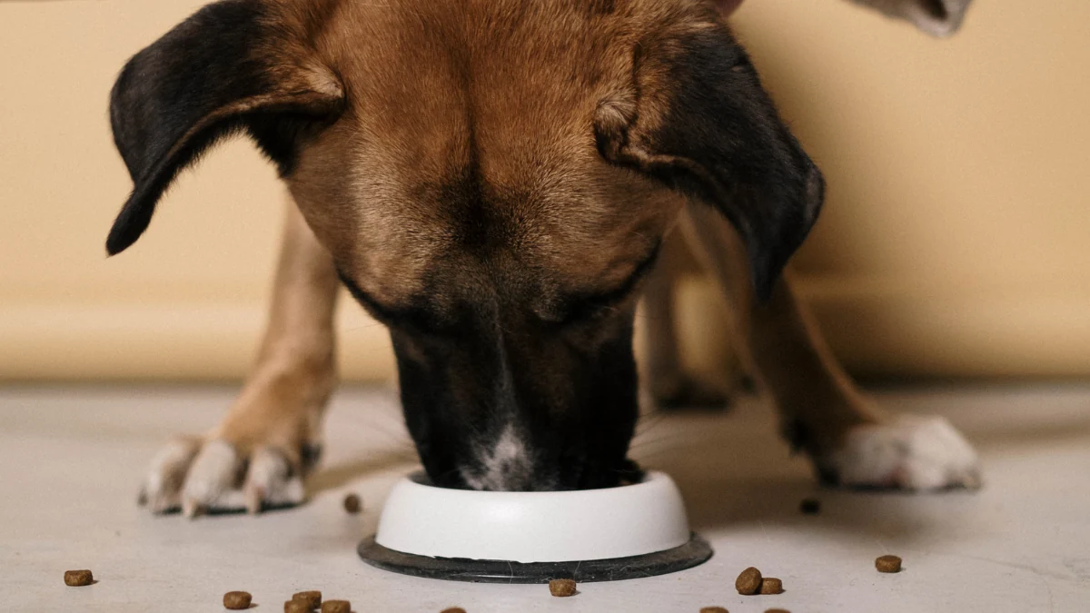 Cachorro adulto de pelagem marrom comenda ração de uma tigela para representar a palavra-chave a ração quatree pode fazer mal para o cachorro futuramente.