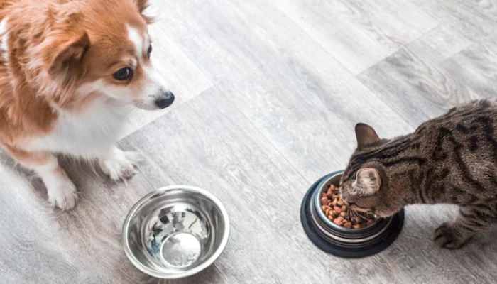 Ração Quatree Gourmet é Standard Premium? Entenda Aqui 2 Um cachorro pequeno e um gato comendo ração de suas tigelas para representar a palavra-chave quatree gourmet standard premium.