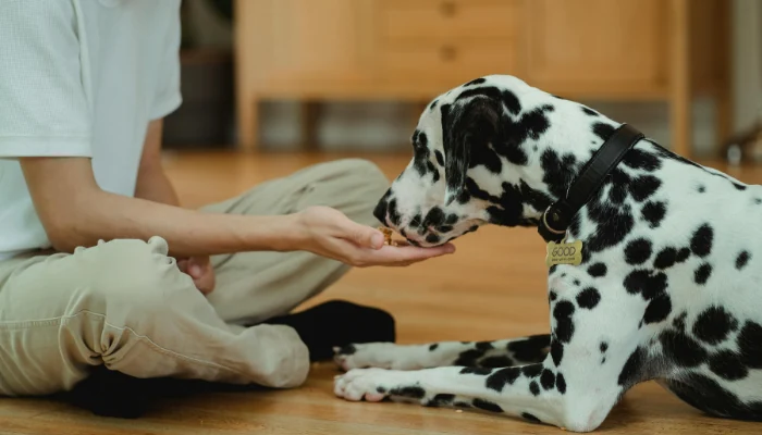 Quatree vs Frost: Qual Ração é Melhor? 1 Cachorro adulto deitado no chão comendo ração da mão do dono para representar a palavra-chave ração quatree cães adultos.
