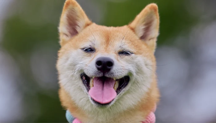 Veja Aqui se a Ração Quatree Pode Prejudicar o seu Cão 2 Cachorro de pelagem clara mostrando a língua para representar a palavra-chave ração quatree cão adulto.