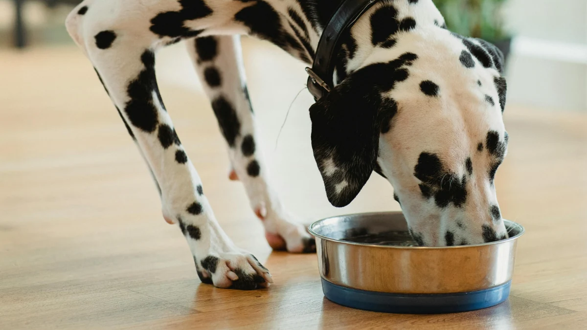 Cachorro dálmata adulto comendo ração de uma tigela no chão para representar a palavra-chave ração quatree é super premium.
