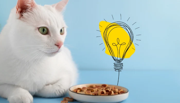 O Segredo Para Comprar Quatree Gatos Mais Barata 1 Gato brando deitado ao lado de uma tigela de ração branca para representar a palavra-chave ração quatree gatos.