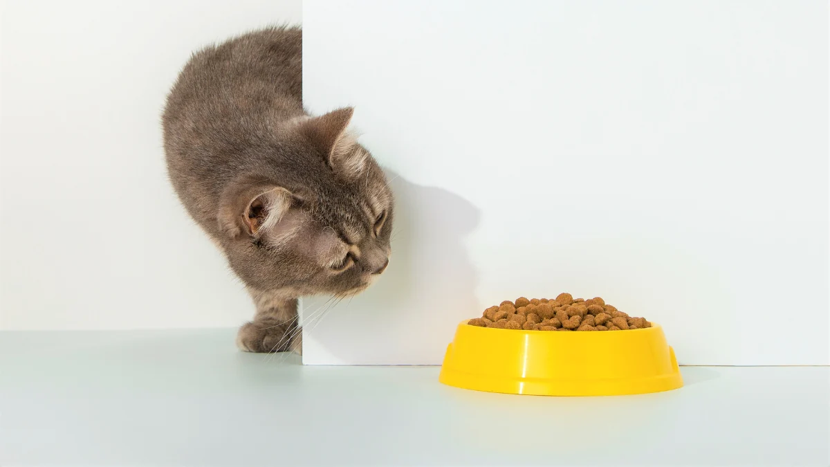 Gatinho cinza encarando uma tigela de ração amarela para representar a palavra-chave ração quatree supreme gatos é boa.