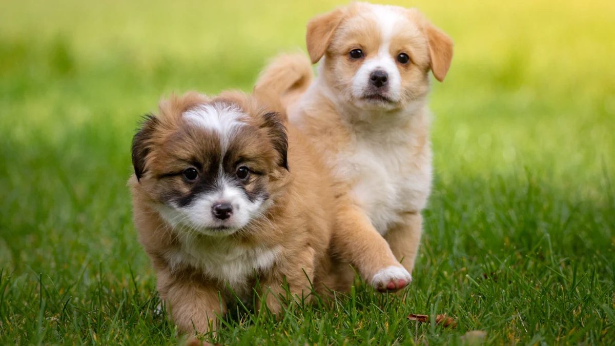 Dois filhotes de cachorro parados na grama para representar a palavra-chave como é a ração quatree para filhotes raças pequenas 1.