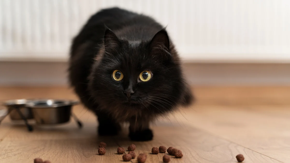 Gato preto comendo ração espalhada no chão para representar a palavra-chave onde ração gato quatree life natural mais próximo.