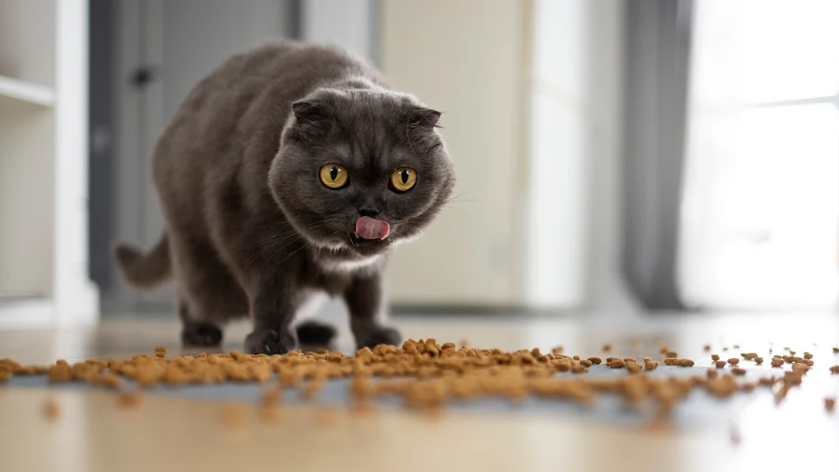 Gato cinza com a língua para fora próximo a ração de gato espalhada no chão para representar a palavra-chave qual a melhor ração quatree para gatos.