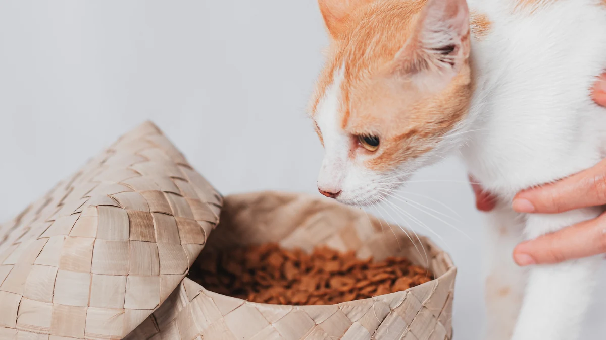 Gatinho branco ao lado de um pacote com ração de gato para representar a palavra-chave quatree select gatos castrados é boa.
