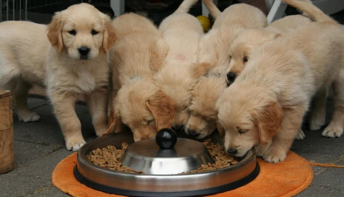 Ração Quatree Filhotes Pequenos: Análise Completa 1 Diversos filhotes de cachorro comendo ração de uma tigela grande para representar a palavra-chave ração para filhotes.