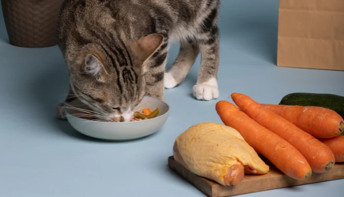 Ração Golden ou Quatree? Um Olhar Atento para Donos de Gatos 2 Gato comendo de uma tigela de cerâmica ao lado de ingredientes de ração para representar a palavra-chave ração quatree gatos castrados.