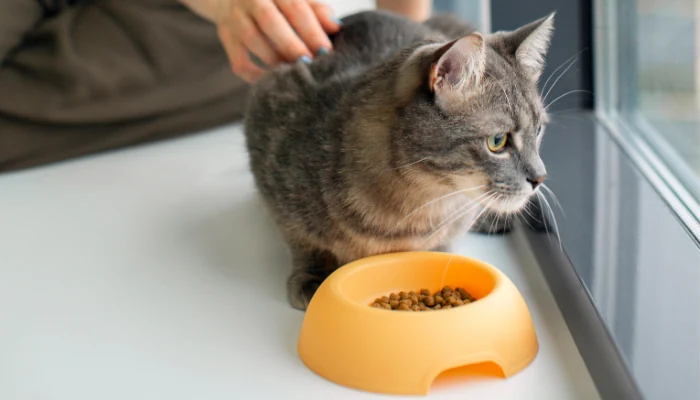 Ração Quatree Life Natural: Encontre Uma Pertinho de Você 2 Gato cinza ao lado de uma tigela de ração amarela perto de uma janela para representar a palavra-chave ração quatree life natural gato.