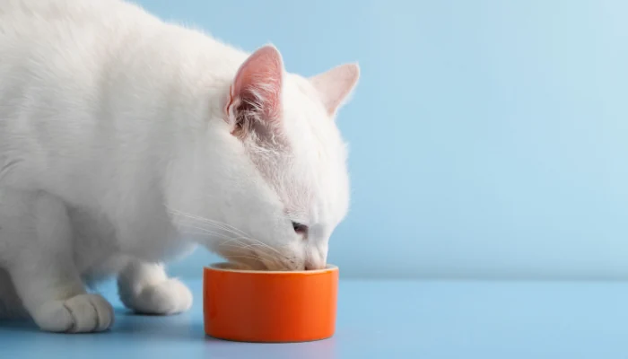 Ração Quatree Life Natural: Encontre Uma Pertinho de Você 1 Gato branco comendo ração de uma tigela laranja para representar a palavra-chave ração quatree life natural para gatos castrados.