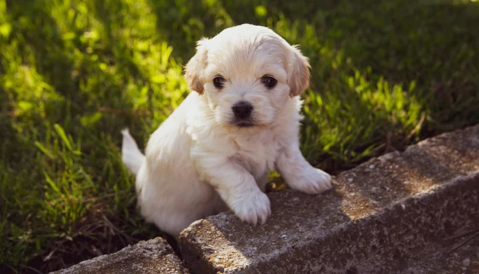 Ração Quatree Filhotes Pequenos: Análise Completa 2 Filhote de cachorro parado em um degrau para representar a palavra-chave ração quatree para filhotes.