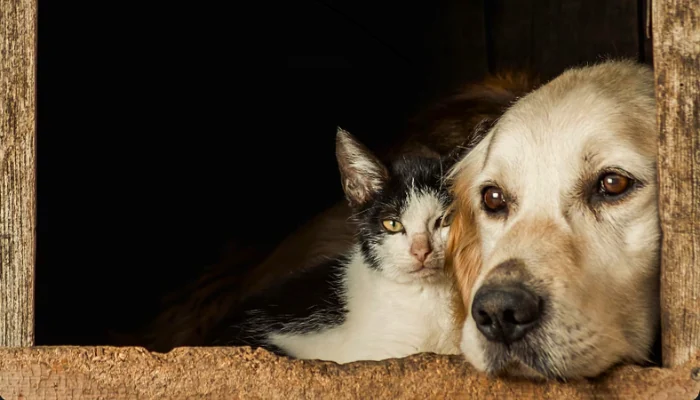 Entre Life e Supreme, Qual Quatree se Destaca? 2 Um cachorro e um gato idosos deitados juntos para representar a palavra-chave qual a melhor ração quatree life ou supreme.