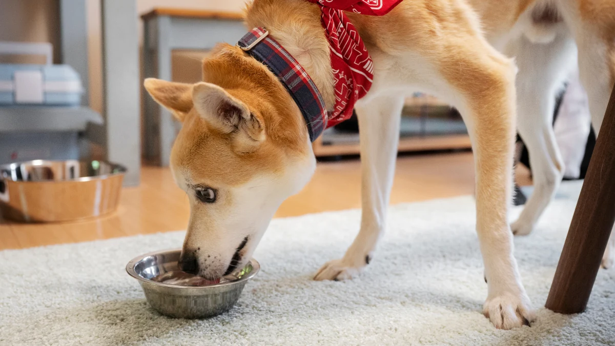 Cachorro adulto comendo ração de uma tigela cinza para representar a palavra-chave qual é melhor quatree ou anidog para cachorro.