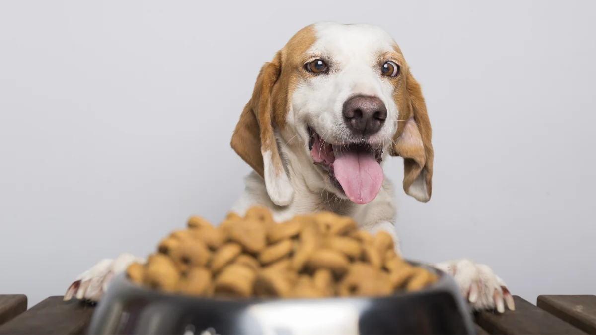Cachorro com a língua para fora próximo de uma tigela de ração para representar a palavra-chave qual melhor ração para cachorro cibau ou quatree.