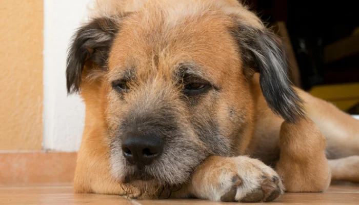 Cibau e Quatree no Pote: Qual Delas Vale a Escolha? 2 Cachorro idoso deitado no chão para representar a palavra-chave ração quatree select senior.