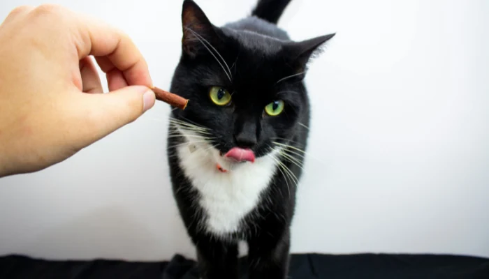 Quatree no Teste do Sódio: Como Ela se Compara? 2 Gato preto com peito branco mostrando a língua para representar a palavra-chave ração quatree supreme.