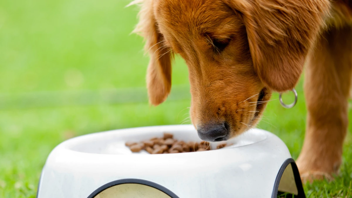 filhote com ração, representando como é o grão da ração Origens Filhote.