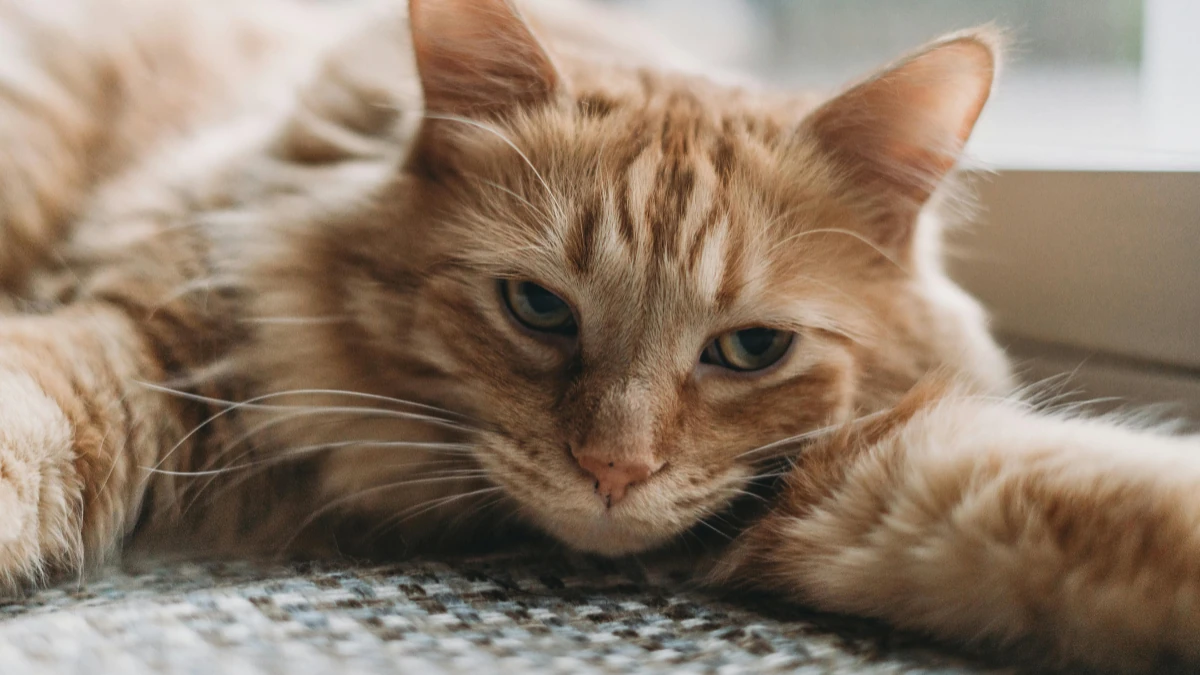 gato deitado, representando onde comprar Quatree Supreme gatos castrados.