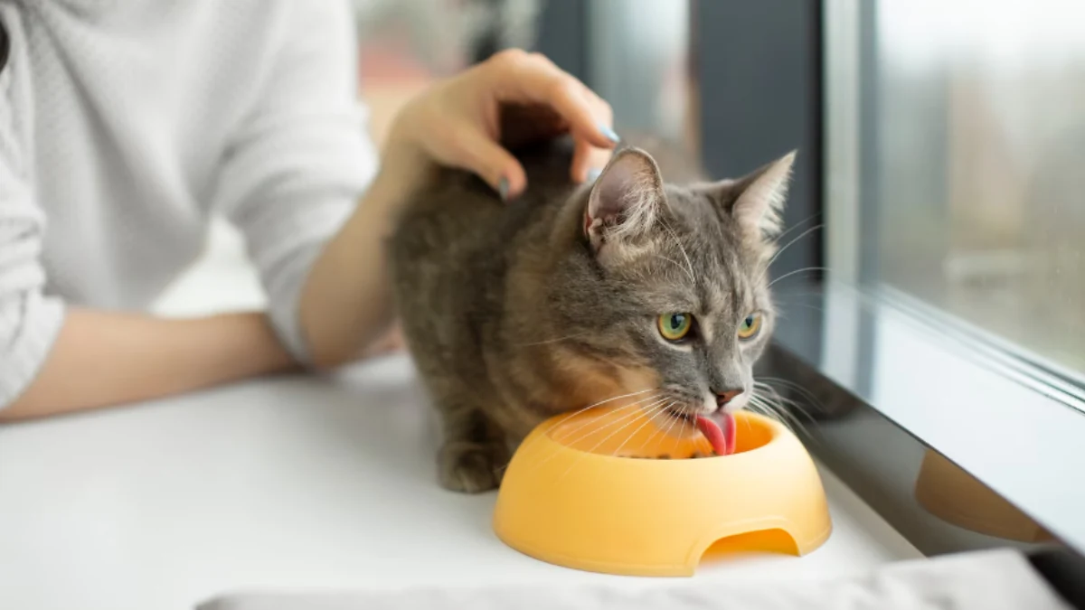 Gato cinza comendo ração de uma tigela amarela ao lado de uma janela enquanto é acariciado para representar a palavra-chave qual a melhor quatree ou premier para gatos.