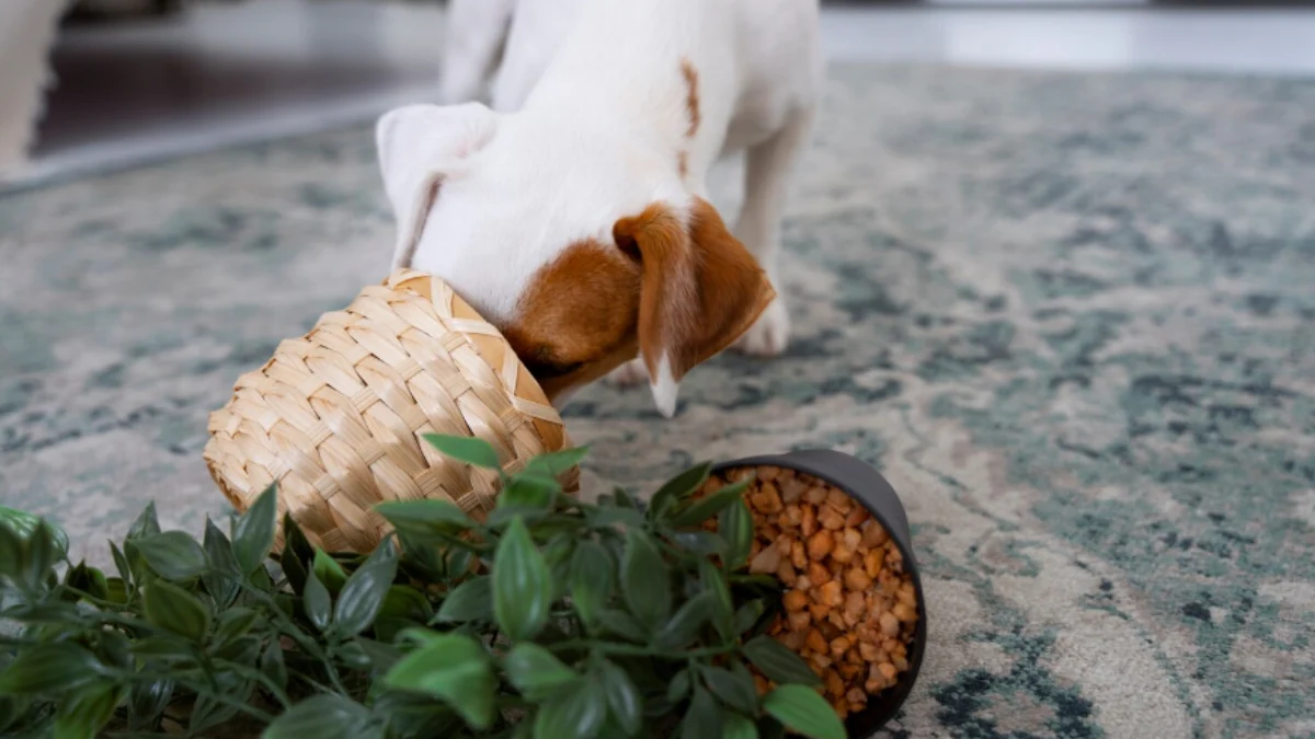 Cachorro pequeno com o focinho em um vaso ao lado de uma tigela de ração para representar a palavra-chave qual a melhor ração origens ou golden.