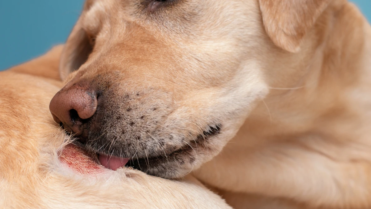 cão lambendo alergia na pela, representando melhores rações hipoalergênicas para cães.