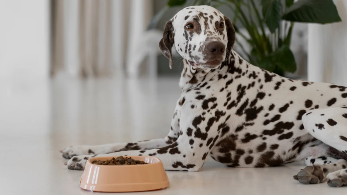 Cachorro Dálmata deitado ao lado de uma tigela com ração para representar a palavra-chave qual a ração mais palatável para cães.
